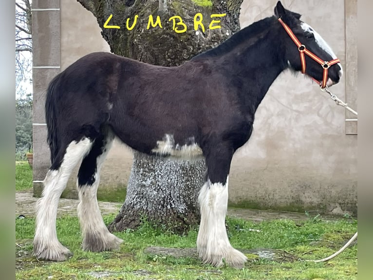 Shire Klacz 1 Rok  in YECLA DE YELTES