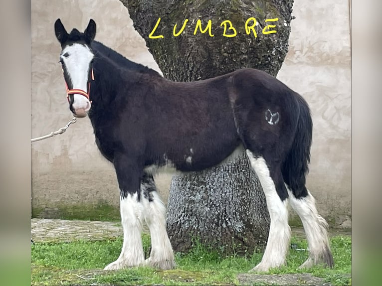 Shire Klacz 1 Rok  in YECLA DE YELTES