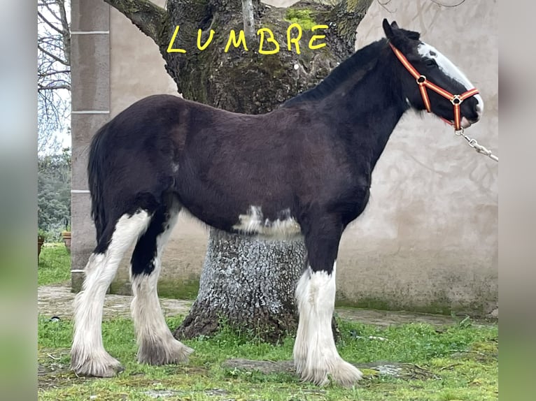 Shire Klacz 1 Rok  in YECLA DE YELTES