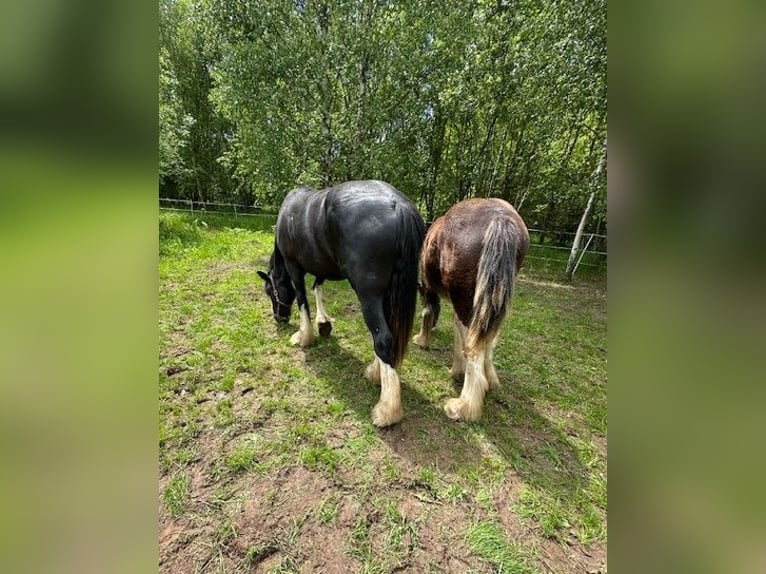 Shire Klacz 3 lat Kara in Klodzko