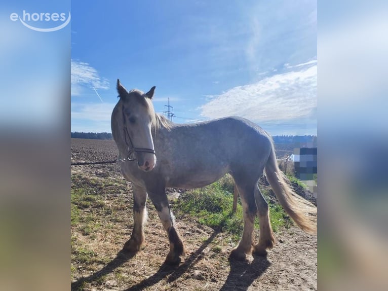 Shire Klacz 4 lat 177 cm Siwa in Eferding