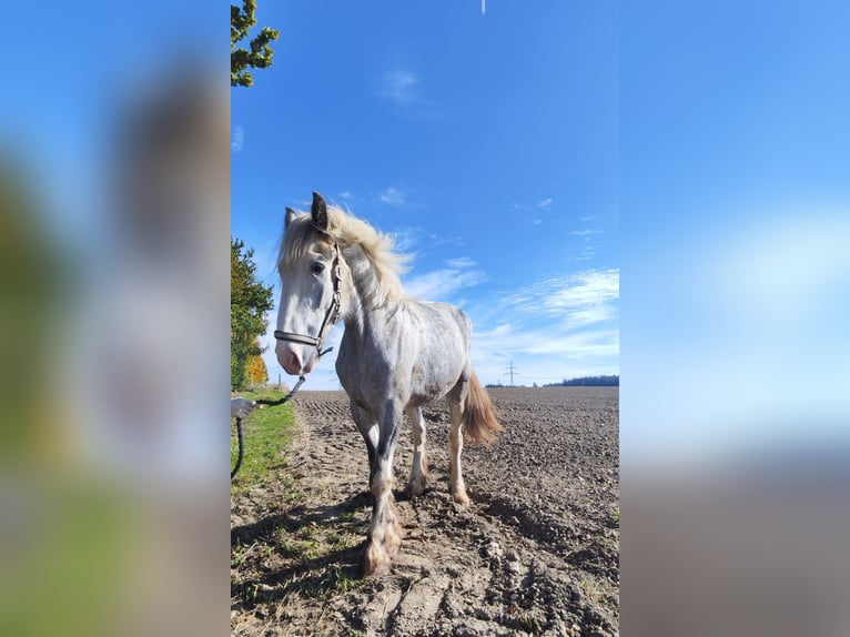 Shire Klacz 4 lat 177 cm Siwa in Ried im Innkreis