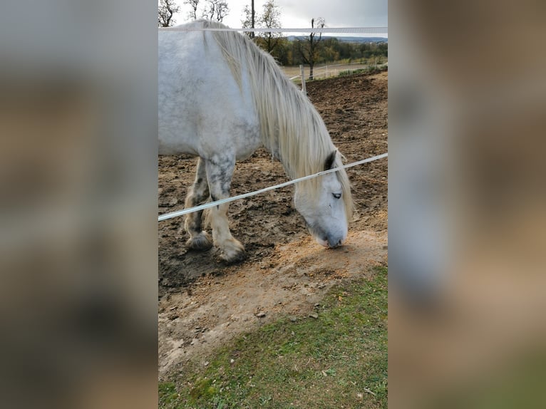 Shire Klacz 4 lat 182 cm Siwa in Ried im Innkreis