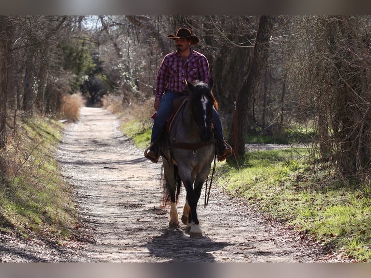 Shire Klacz 5 lat 160 cm Karodereszowata in Stephenville, TX