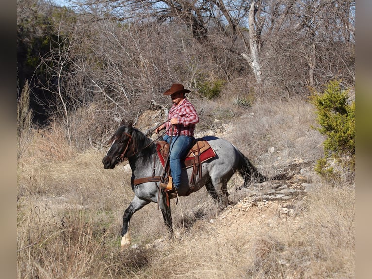 Shire Klacz 5 lat 160 cm Karodereszowata in Stephenville, TX