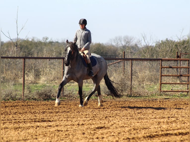 Shire Klacz 5 lat 160 cm Karodereszowata in Stephenville, TX