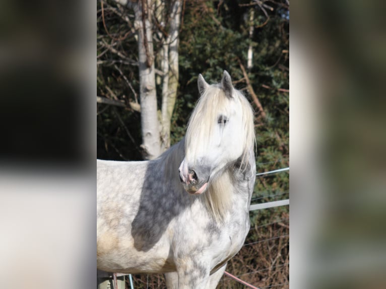 Shire Klacz 5 lat 175 cm Siwa jabłkowita in Bayern