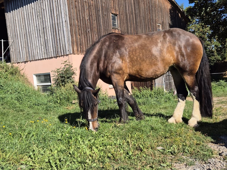 Shire Klacz 5 lat 185 cm Gniada in Helmbrechts