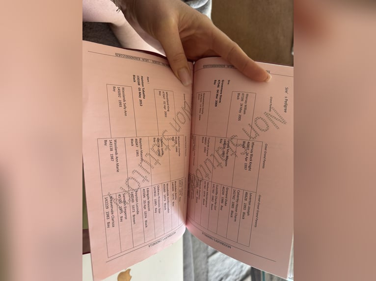 Shire Klacz 6 lat 180 cm Kara in Passau