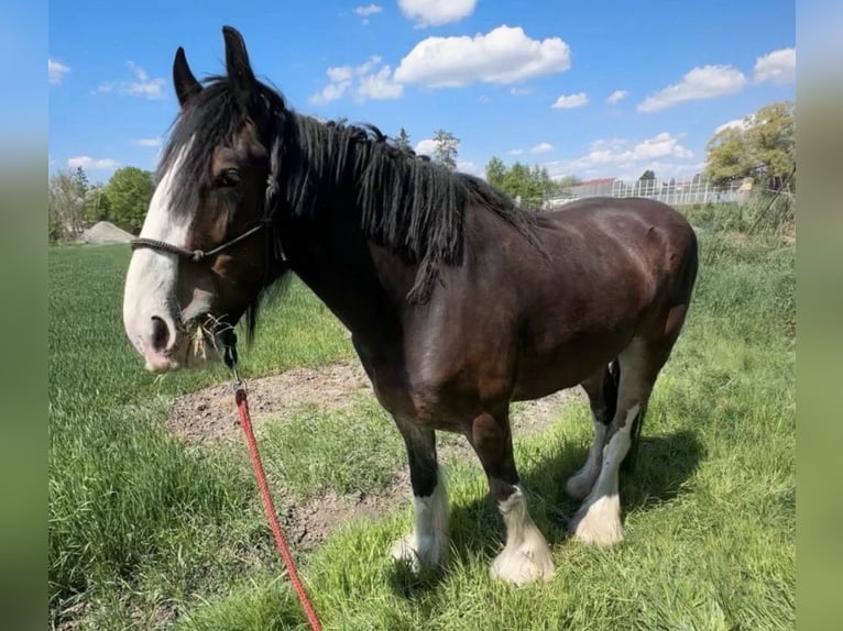 Shire Klacz 7 lat 170 cm Gniada in Biberach an der Riß Bergerhausen