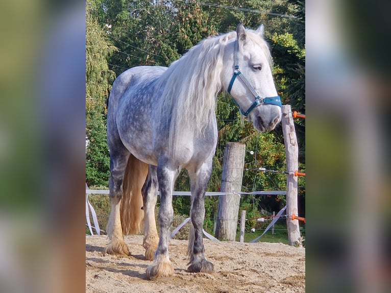 Shire Klacz 9 lat 173 cm Siwa jabłkowita in Bad F&#xFC;ssing