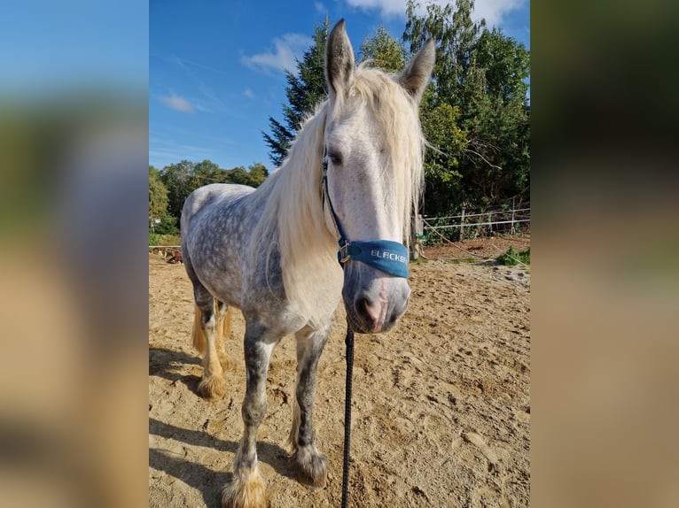 Shire Klacz 9 lat 173 cm Siwa jabłkowita in Bad F&#xFC;ssing