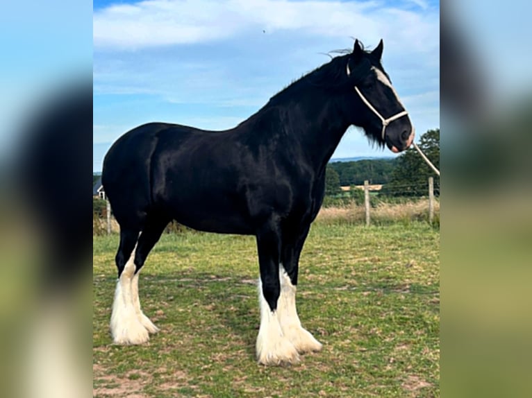 Shire Klacz 9 lat  in whitegate