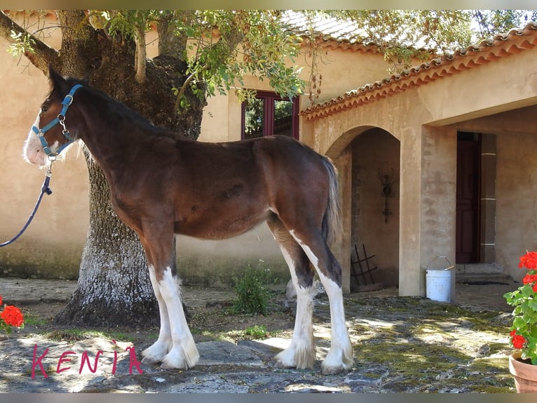 Shire Klacz Źrebak (03/2024) 145 cm Kara in Yecla De Yeltes