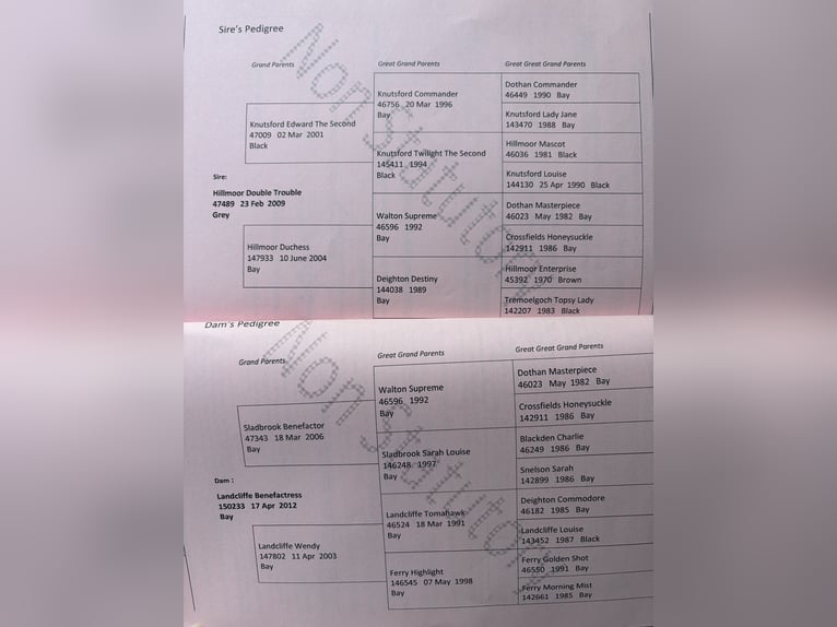 Shire Merrie 10 Jaar 180 cm Bruin in Brinjahe