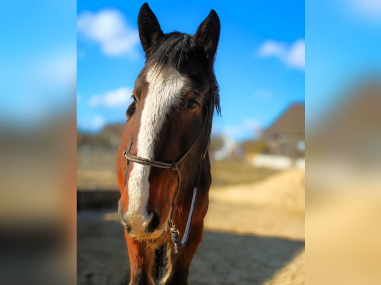 Shire Merrie 10 Jaar 183 cm Bruin in Eschwege