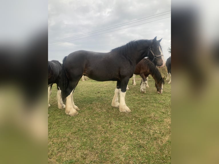 Shire Merrie 10 Jaar 193 cm Zwart in york