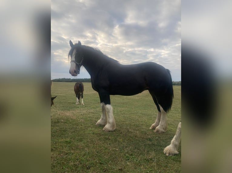 Shire Merrie 10 Jaar 193 cm Zwart in york