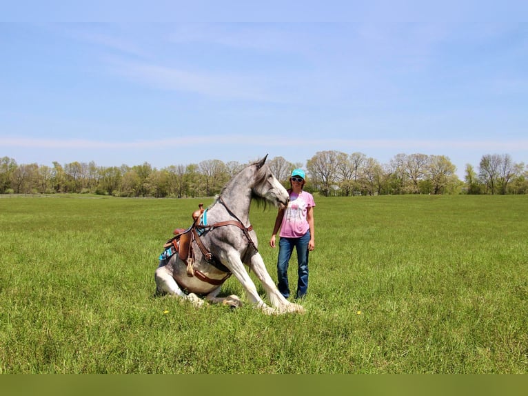 Shire Merrie 11 Jaar 168 cm Sabino in Highland MI