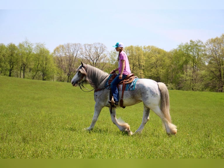 Shire Merrie 11 Jaar 168 cm Sabino in Highland MI