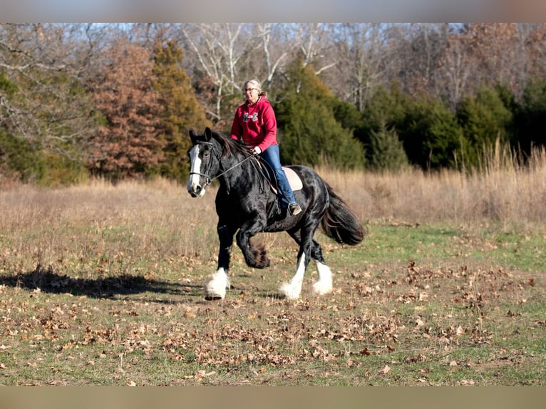 Shire Merrie 11 Jaar 173 cm Zwart in Morriston, FL