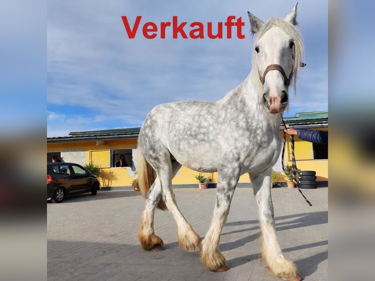 Shire Merrie 12 Jaar 187 cm Schimmel in Eferding