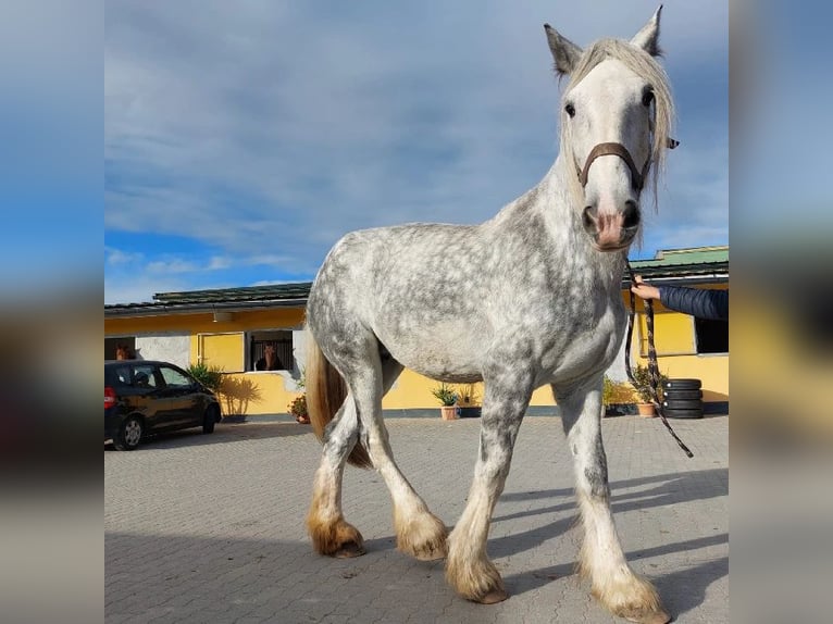 Shire Merrie 12 Jaar 187 cm Schimmel in Eferding