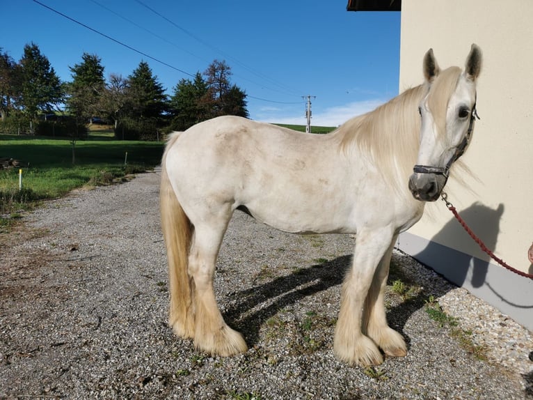 Shire Merrie 13 Jaar 177 cm Schimmel in Ried im Innkreis