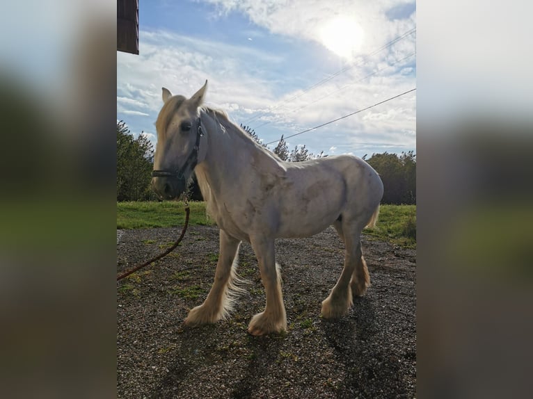 Shire Merrie 13 Jaar 177 cm Schimmel in Ried im Innkreis