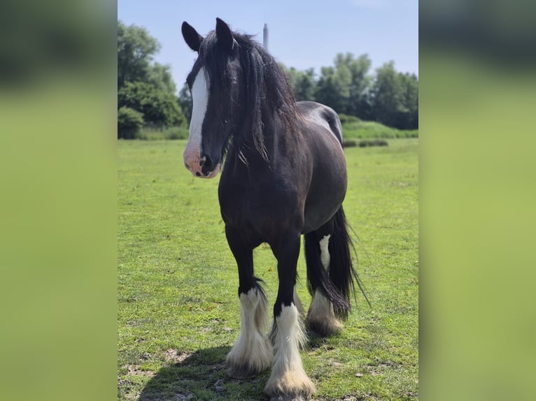 Shire Merrie 14 Jaar 175 cm Zwart in Nordenham