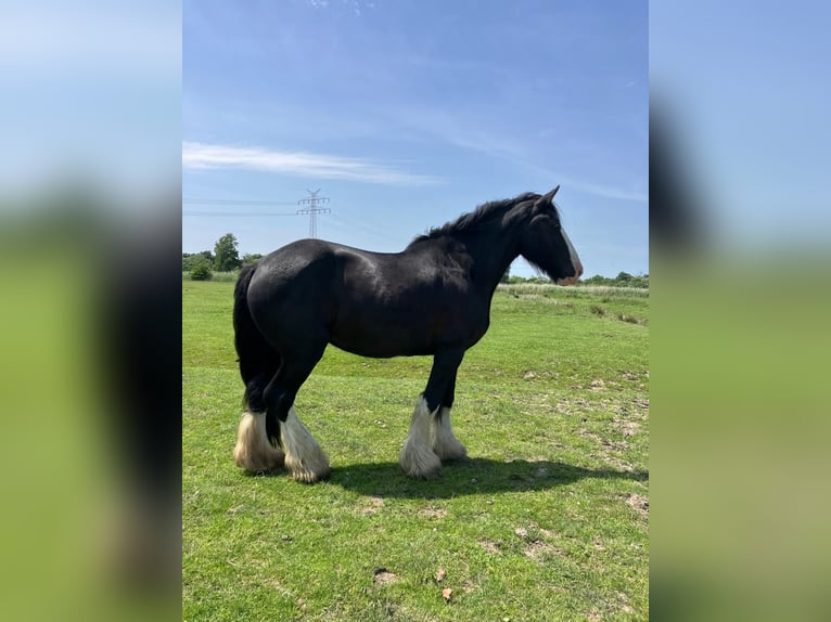 Shire Merrie 14 Jaar 175 cm Zwart in Nordenham