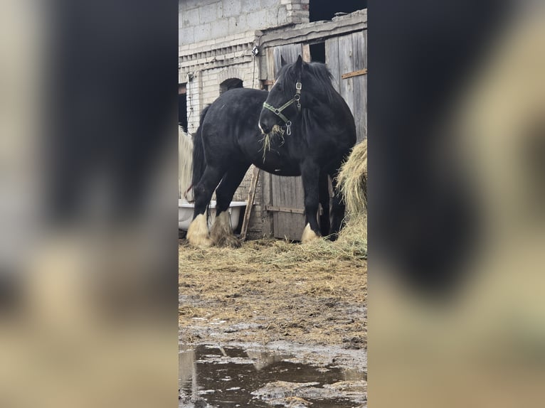 Shire Merrie 14 Jaar 175 cm Zwart in Obrąb