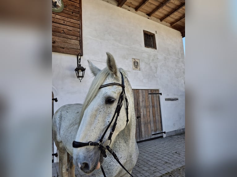 Shire Merrie 14 Jaar 180 cm Schimmel in Ried im Innkreis