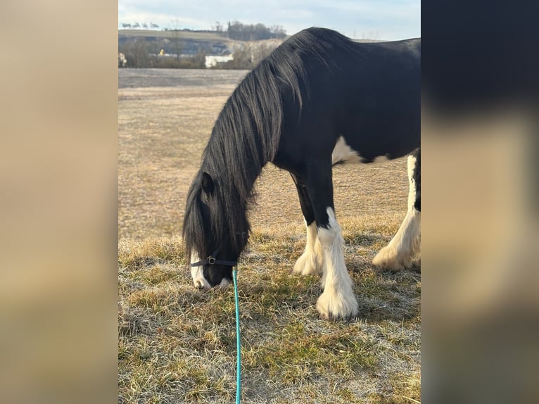 Shire Merrie 14 Jaar 180 cm Zwart in Ried im Innkreis
