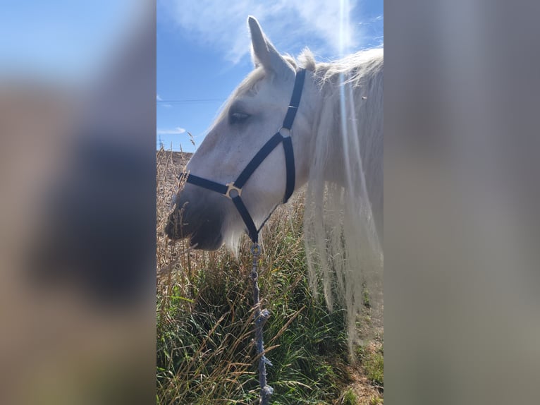 Shire Merrie 16 Jaar 176 cm Schimmel in Ried im Innkreis