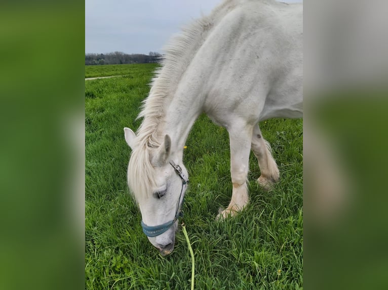 Shire Merrie 16 Jaar 180 cm Schimmel in Ried im Innkreis