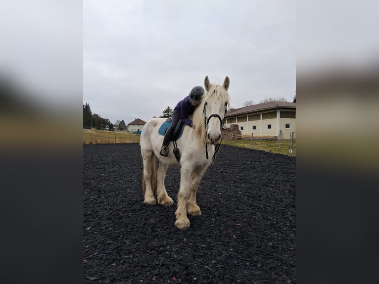 Shire Merrie 17 Jaar 180 cm Schimmel in Ried im Innkreis