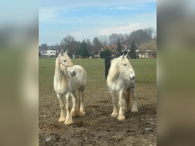 Shire Merrie 17 Jaar 180 cm Schimmel in Ried im Innkreis