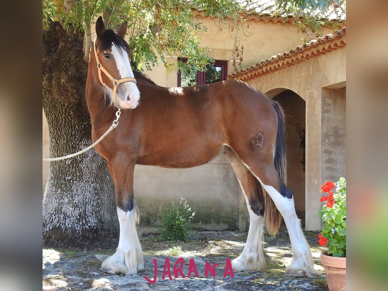 Shire Merrie 1 Jaar 155 cm Donkere-vos in Yecla De Yeltes