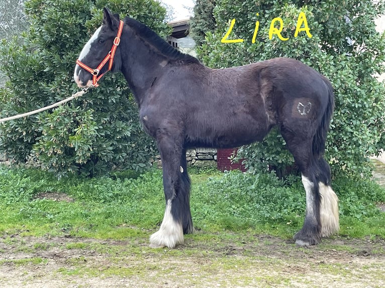 Shire Merrie 1 Jaar 155 cm Zwart in FINCA LOS CAÑALES