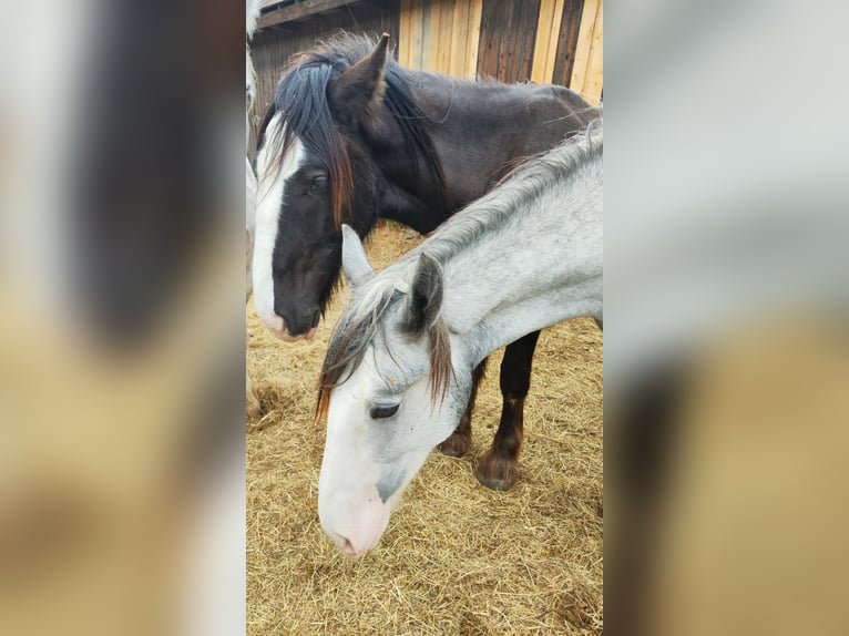 Shire Merrie 1 Jaar 180 cm Schimmel in Ried im Innkreis