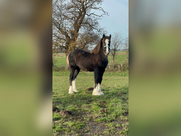 Shire Merrie 1 Jaar 183 cm Zwart in Yorkshire