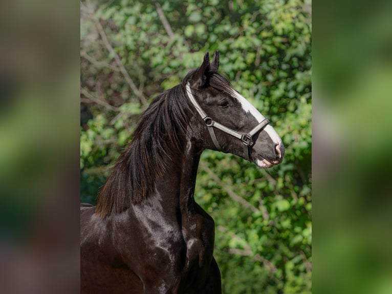 Shire Merrie 1 Jaar 185 cm Gevlekt-paard in Kolberg