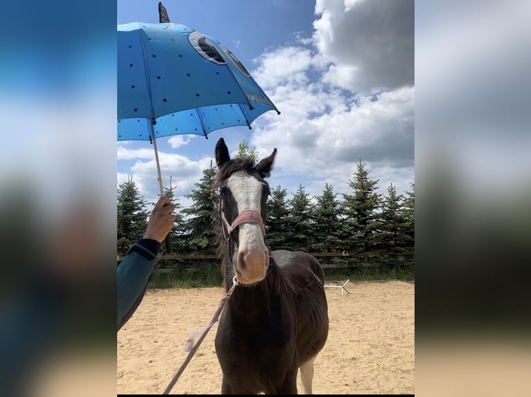 Shire Merrie 2 Jaar 165 cm Zwart in Biberach an der Riß Bergerhausen