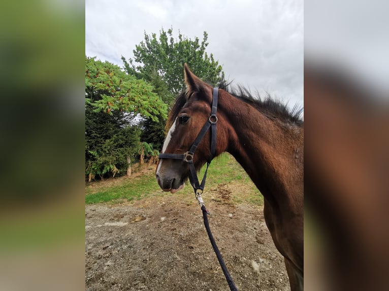 Shire Merrie 2 Jaar 185 cm Bruin in Ried im Innkreis