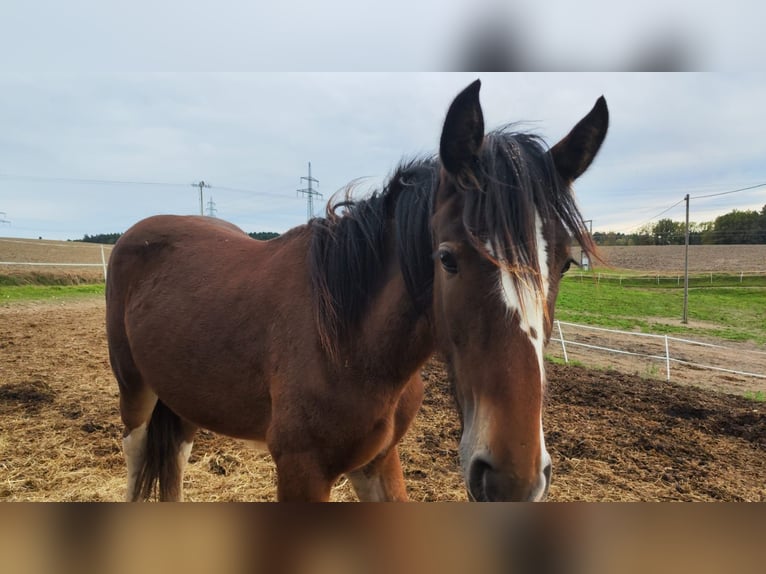 Shire Merrie 2 Jaar 185 cm Bruin in Ried im Innkreis
