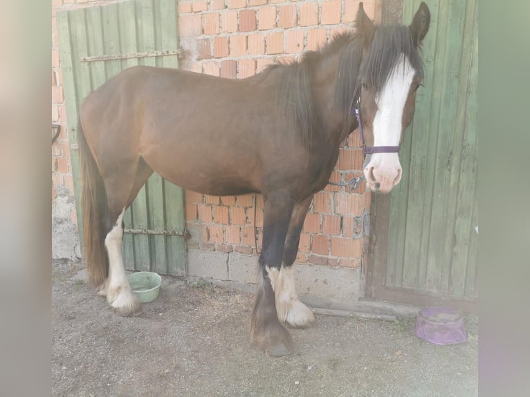 Shire Merrie 3 Jaar 167 cm Bruin in Ried im Innkreis