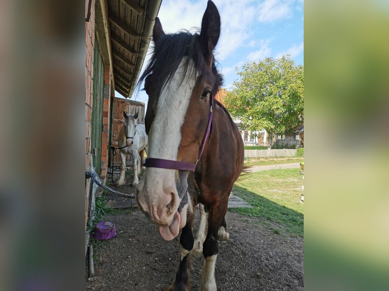 Shire Merrie 3 Jaar 167 cm Bruin in Ried im Innkreis