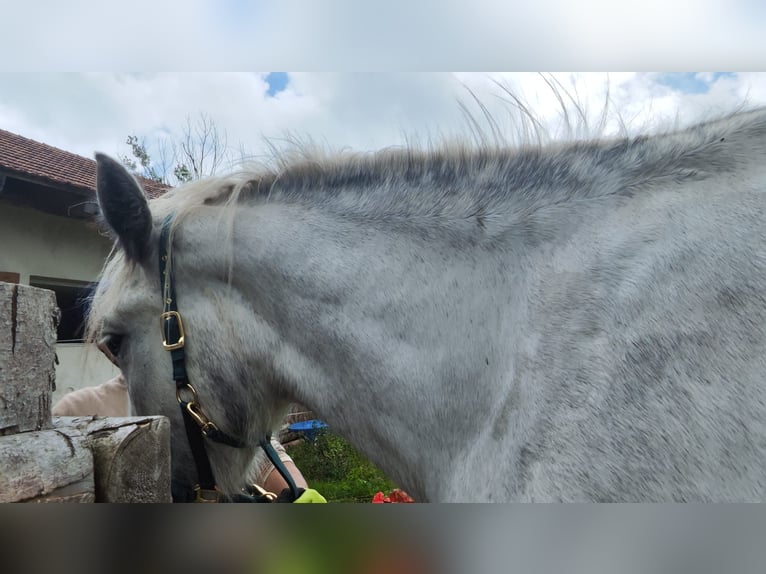 Shire Merrie 4 Jaar 177 cm Schimmel in Ried im Innkreis