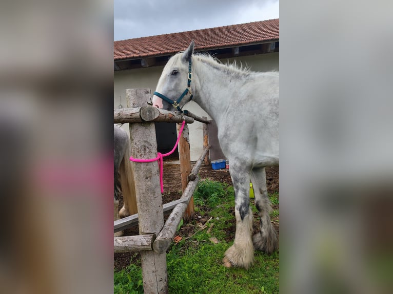 Shire Merrie 4 Jaar 177 cm Schimmel in Ried im Innkreis